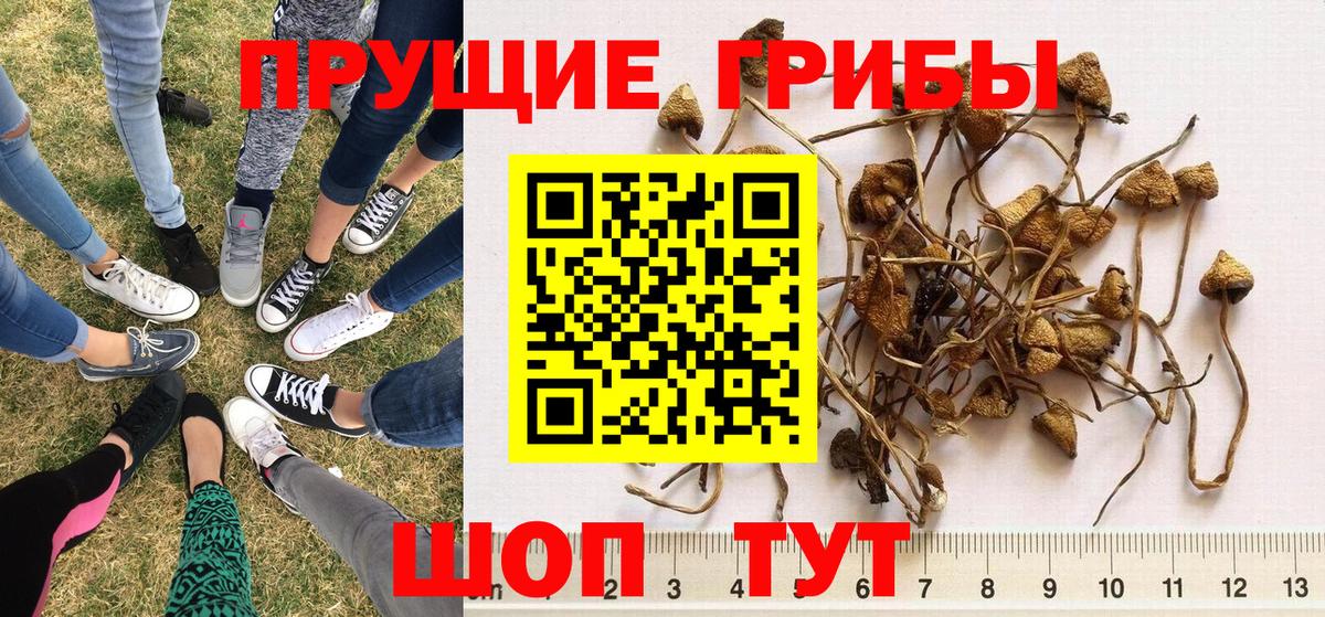 Галлюциногенные грибы Psilocybe  Вход с VPN  Псилоцибиновые грибы MAGIC MUSHROOMS  Темрюк 